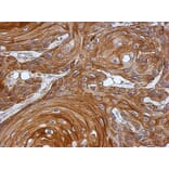 Immunohistochemistry - KAO antibody from Signalway Antibody (22952) - Antibodies.com