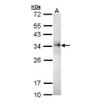 CD74 antibody from Signalway Antibody (22982) - Antibodies.com