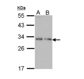 PDYN antibody from Signalway Antibody (23050) - Antibodies.com