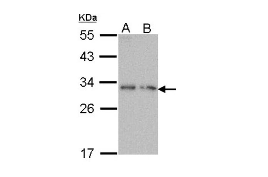 PDYN antibody from Signalway Antibody (23050) - Antibodies.com