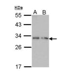 PDYN antibody from Signalway Antibody (23050) - Antibodies.com