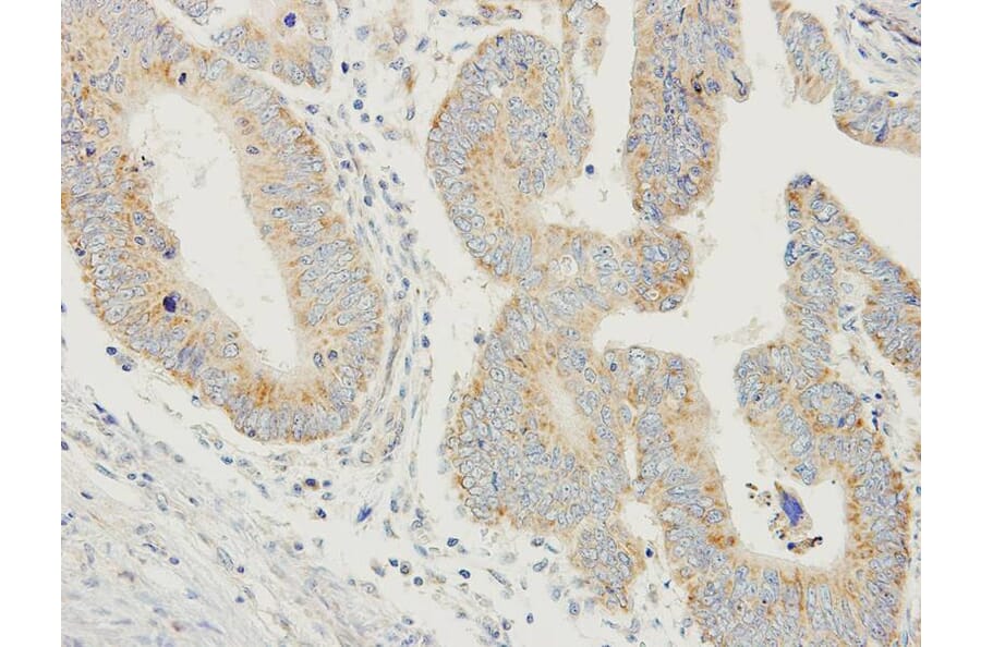 Immunohistochemistry - PDYN antibody from Signalway Antibody (23050) - Antibodies.com