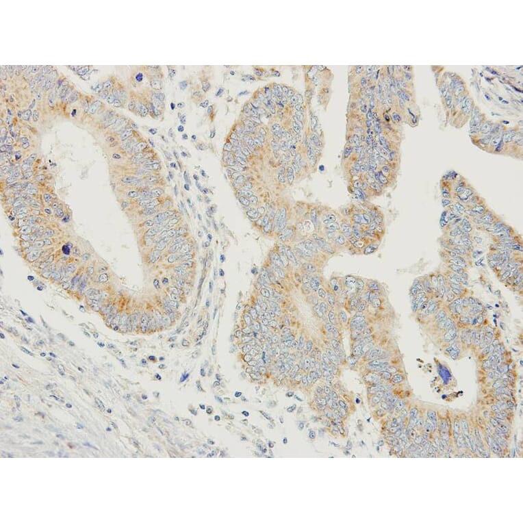 Immunohistochemistry - PDYN antibody from Signalway Antibody (23050) - Antibodies.com