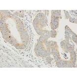 Immunohistochemistry - PDYN antibody from Signalway Antibody (23050) - Antibodies.com