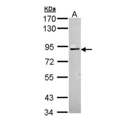 PKC antibody from Signalway Antibody (23055) - Antibodies.com