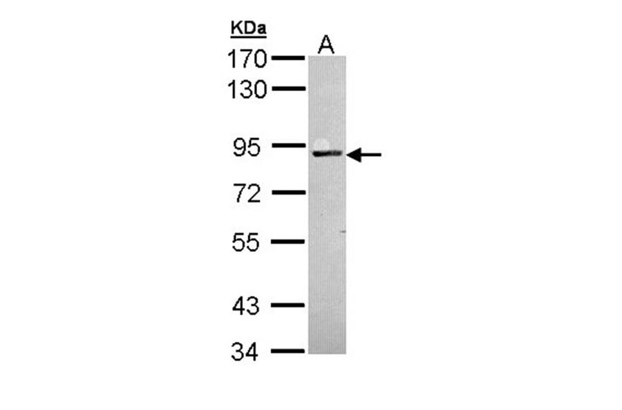 PKC antibody from Signalway Antibody (23055) - Antibodies.com