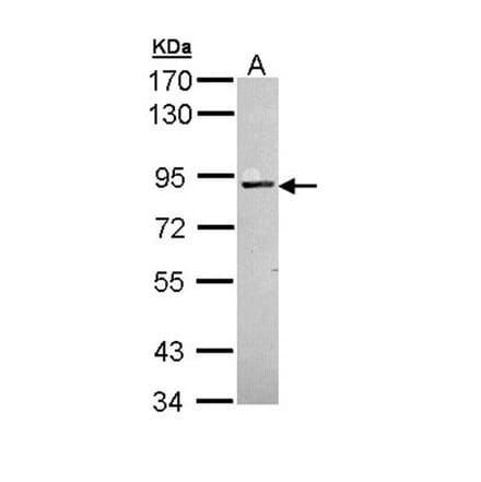 PKC antibody from Signalway Antibody (23055) - Antibodies.com