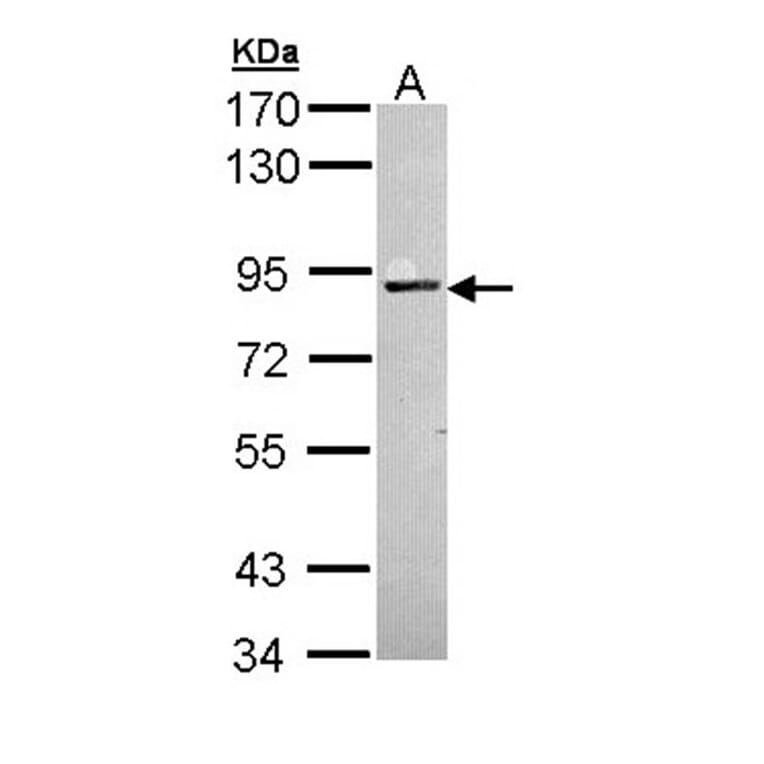 PKC antibody from Signalway Antibody (23055) - Antibodies.com