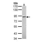 PKC antibody from Signalway Antibody (23055) - Antibodies.com