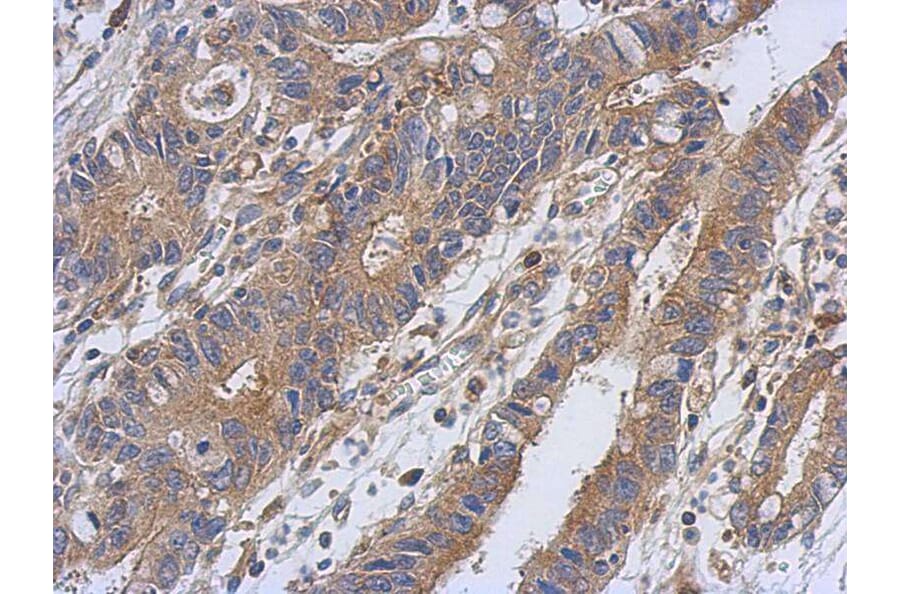 Immunohistochemistry - PKC antibody from Signalway Antibody (23055) - Antibodies.com