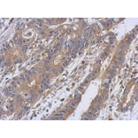 Immunohistochemistry - PKC antibody from Signalway Antibody (23055) - Antibodies.com