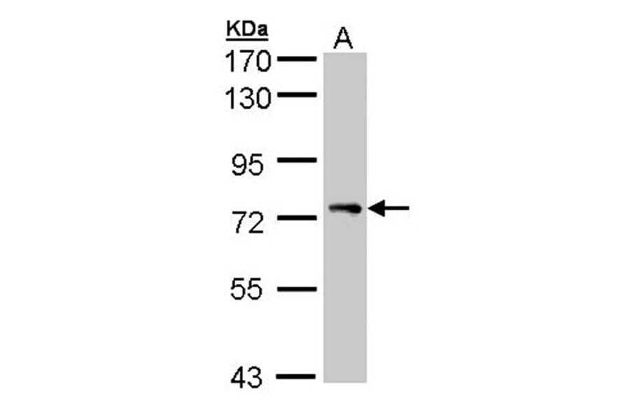 STAM antibody from Signalway Antibody (23081) - Antibodies.com