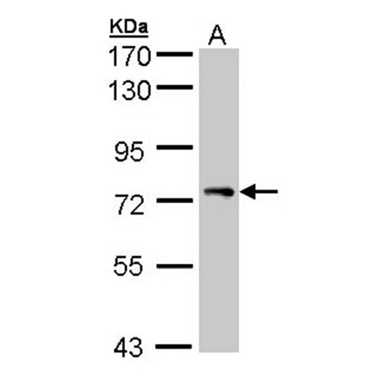 STAM antibody from Signalway Antibody (23081) - Antibodies.com