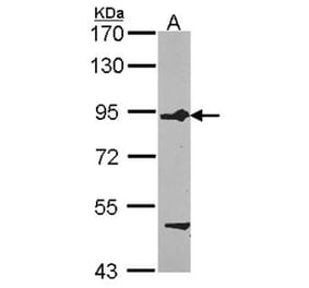 FIG4 antibody from Signalway Antibody (23102) - Antibodies.com