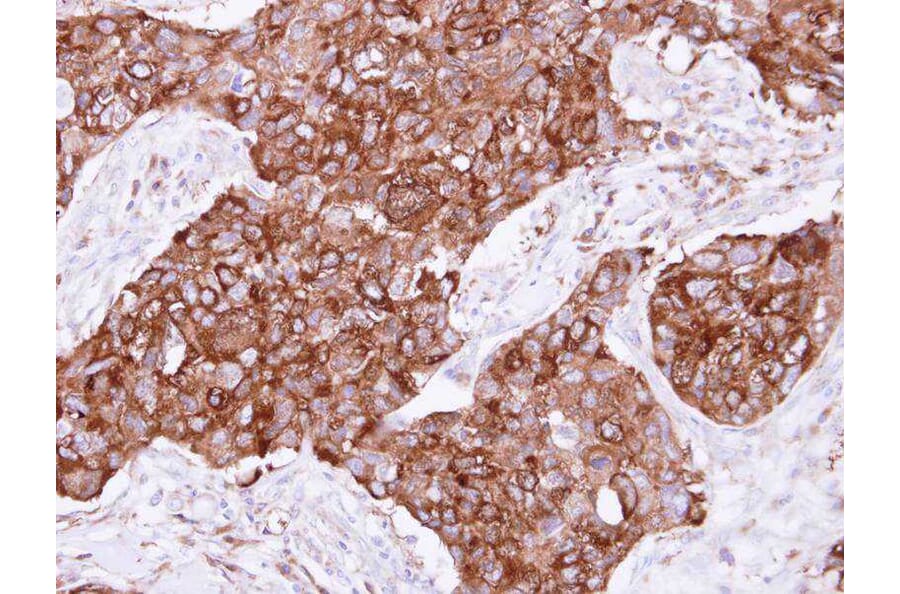 Immunohistochemistry - FIG4 antibody from Signalway Antibody (23102) - Antibodies.com