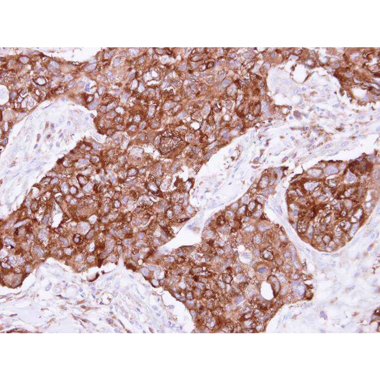 Immunohistochemistry - FIG4 antibody from Signalway Antibody (23102) - Antibodies.com