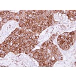Immunohistochemistry - FIG4 antibody from Signalway Antibody (23102) - Antibodies.com