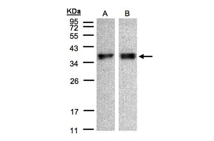 ZPBP antibody from Signalway Antibody (23113) - Antibodies.com