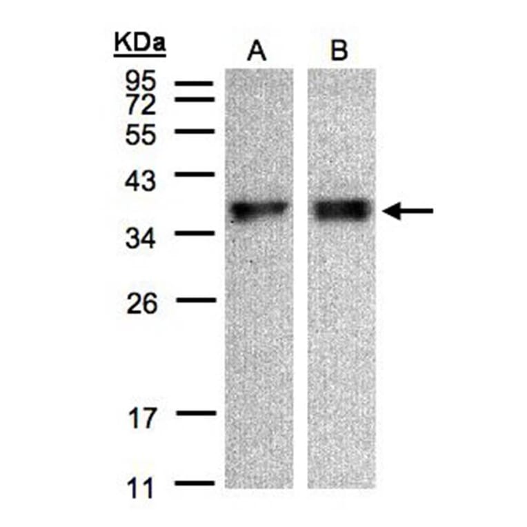 ZPBP antibody from Signalway Antibody (23113) - Antibodies.com
