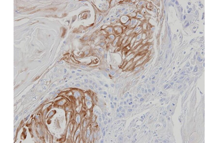 Immunohistochemistry - ZPBP antibody from Signalway Antibody (23113) - Antibodies.com