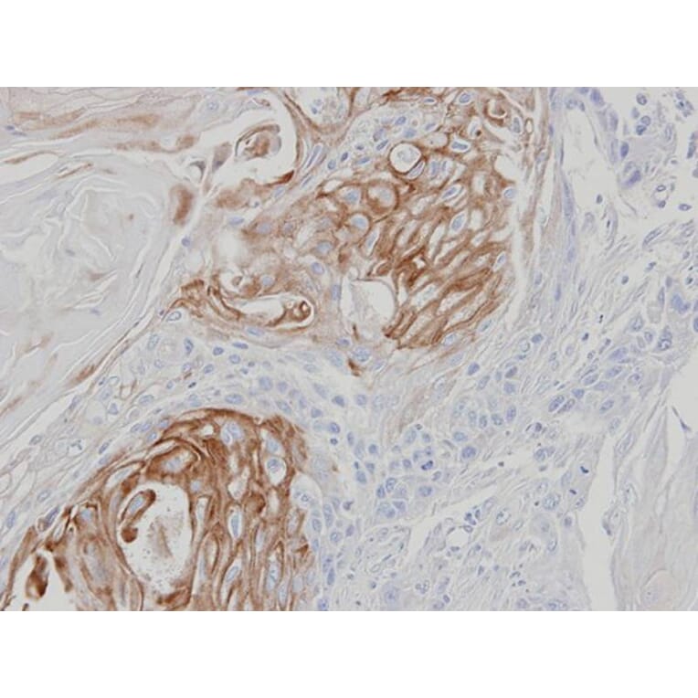 Immunohistochemistry - ZPBP antibody from Signalway Antibody (23113) - Antibodies.com