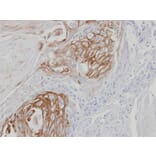 Immunohistochemistry - ZPBP antibody from Signalway Antibody (23113) - Antibodies.com