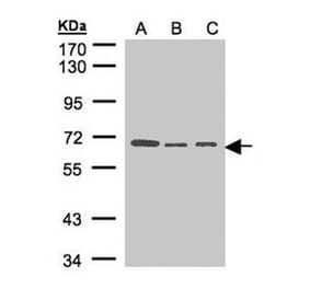 HPA2 antibody from Signalway Antibody (23148) - Antibodies.com