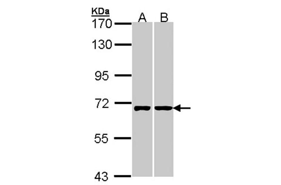RIC8 antibody from Signalway Antibody (23149) - Antibodies.com