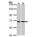 RIC8 antibody from Signalway Antibody (23149) - Antibodies.com