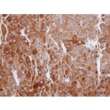 Immunohistochemistry - RIC8 antibody from Signalway Antibody (23149) - Antibodies.com
