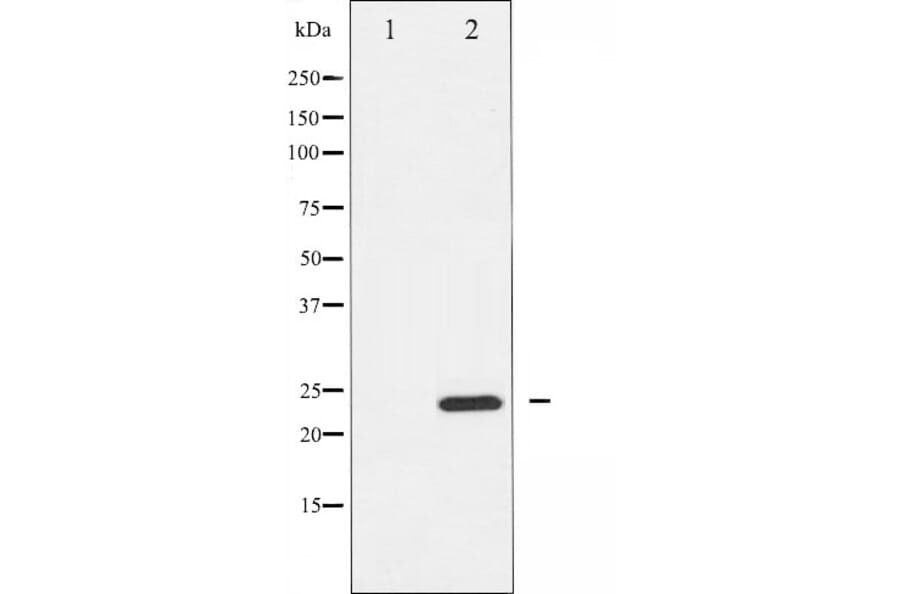 Western blot - RhoA antibody from Signalway Antibody (25545) - Antibodies.com