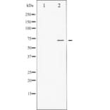 Western blot - FKHR Antibody from Signalway Antibody (29035) - Antibodies.com