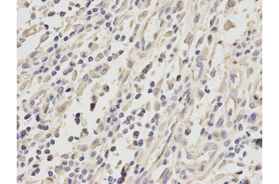 Immunohistochemistry - ATF4 Antibody from Signalway Antibody (32007) - Antibodies.com