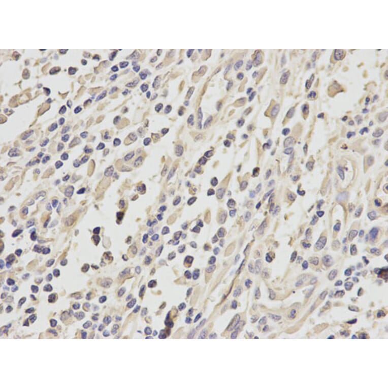 Immunohistochemistry - ATF4 Antibody from Signalway Antibody (32007) - Antibodies.com