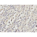 Immunohistochemistry - ATF4 Antibody from Signalway Antibody (32007) - Antibodies.com