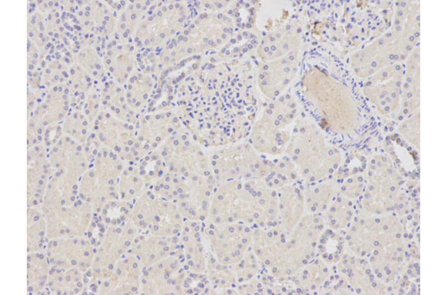 Immunohistochemistry - ATF4 Antibody from Signalway Antibody (32007) - Antibodies.com