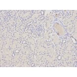 Immunohistochemistry - ATF4 Antibody from Signalway Antibody (32007) - Antibodies.com