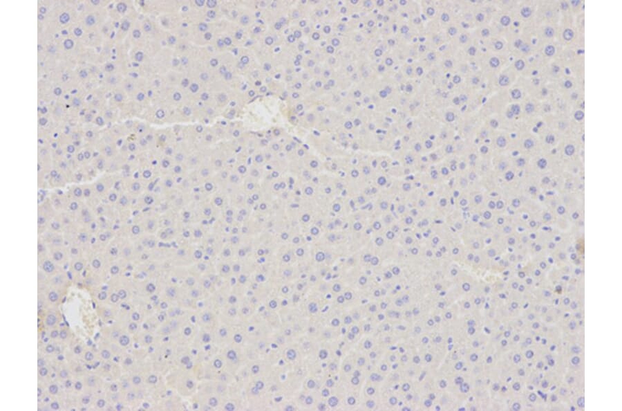 Immunohistochemistry - ATF4 Antibody from Signalway Antibody (32007) - Antibodies.com