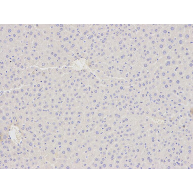 Immunohistochemistry - ATF4 Antibody from Signalway Antibody (32007) - Antibodies.com