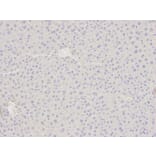 Immunohistochemistry - ATF4 Antibody from Signalway Antibody (32007) - Antibodies.com