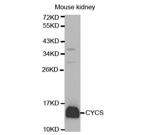 Western blot - CYCS Antibody from Signalway Antibody (32024) - Antibodies.com