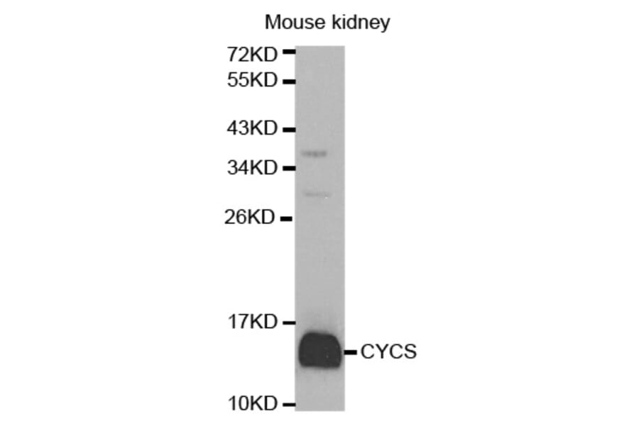 Western blot - CYCS Antibody from Signalway Antibody (32024) - Antibodies.com