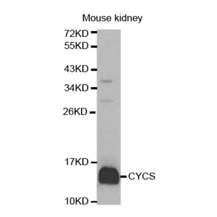 Western blot - CYCS Antibody from Signalway Antibody (32024) - Antibodies.com