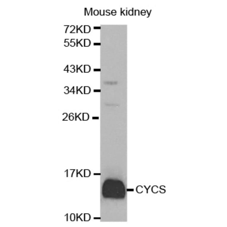 Western blot - CYCS Antibody from Signalway Antibody (32024) - Antibodies.com