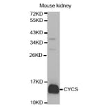 Western blot - CYCS Antibody from Signalway Antibody (32024) - Antibodies.com