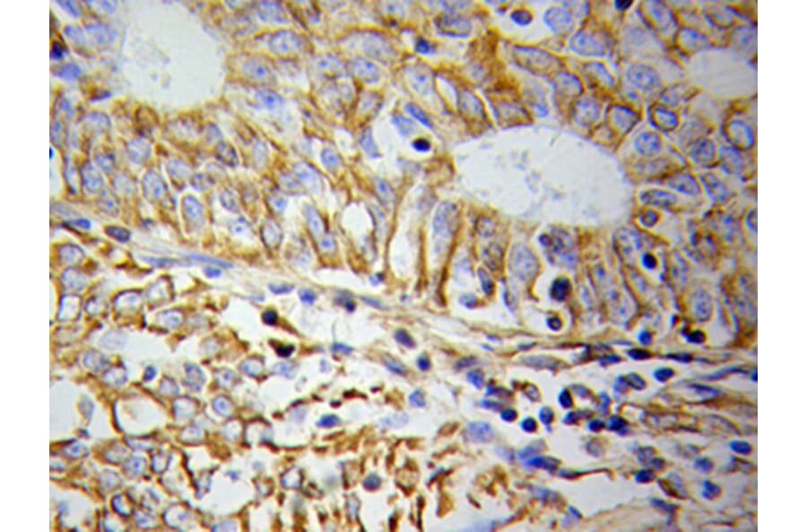 Immunohistochemistry - CYCS Antibody from Signalway Antibody (32024) - Antibodies.com