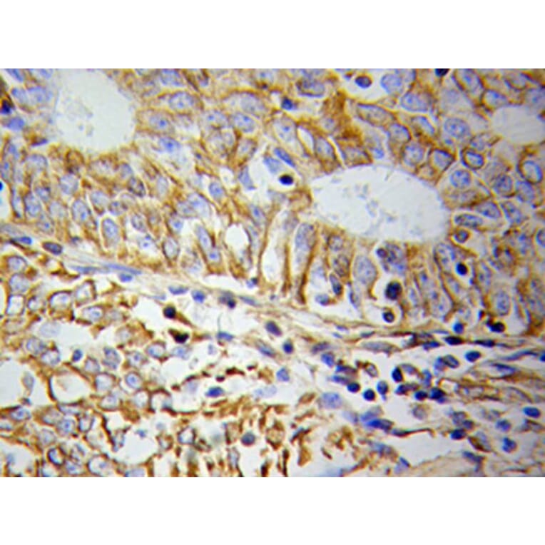 Immunohistochemistry - CYCS Antibody from Signalway Antibody (32024) - Antibodies.com