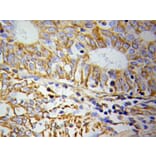Immunohistochemistry - CYCS Antibody from Signalway Antibody (32024) - Antibodies.com