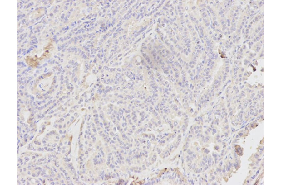 Immunohistochemistry - CYCS Antibody from Signalway Antibody (32024) - Antibodies.com