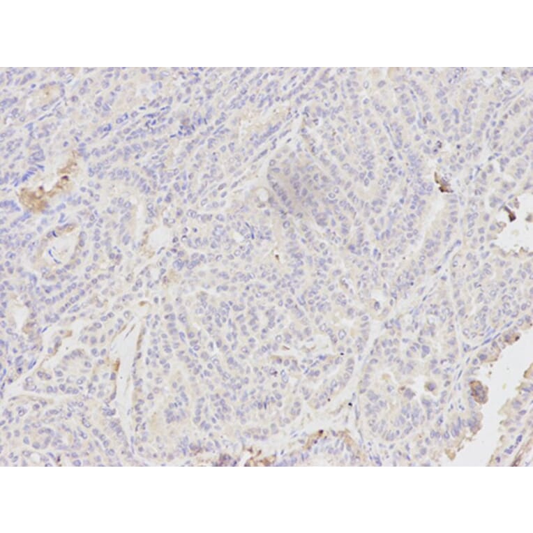 Immunohistochemistry - CYCS Antibody from Signalway Antibody (32024) - Antibodies.com